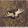 pap machaon imago12 kher